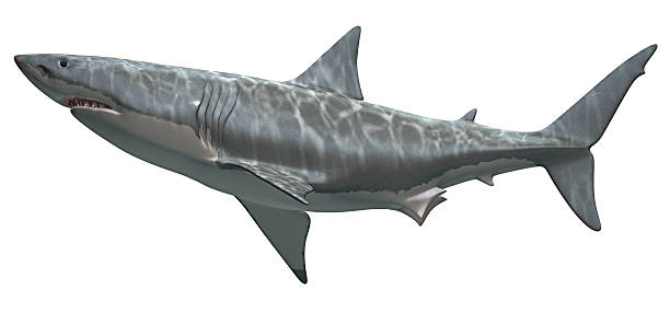 istock Great white shark in front of white background 139675842
