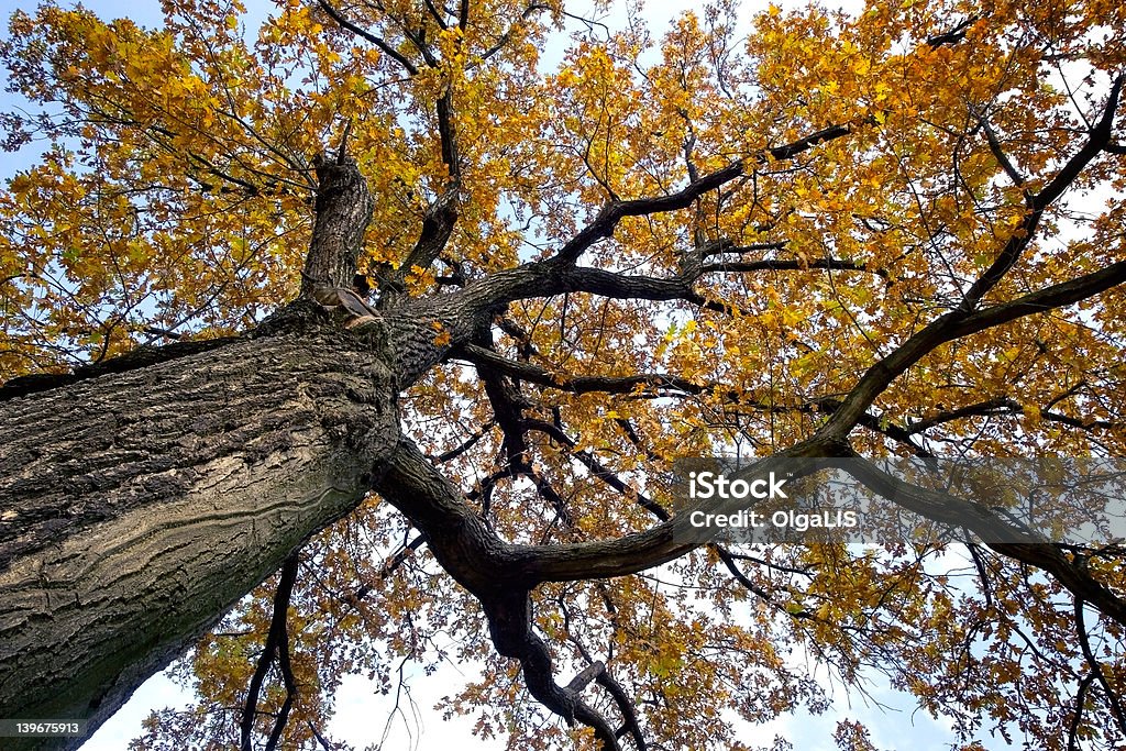 old oak - Foto de stock de Roble - Árbol libre de derechos