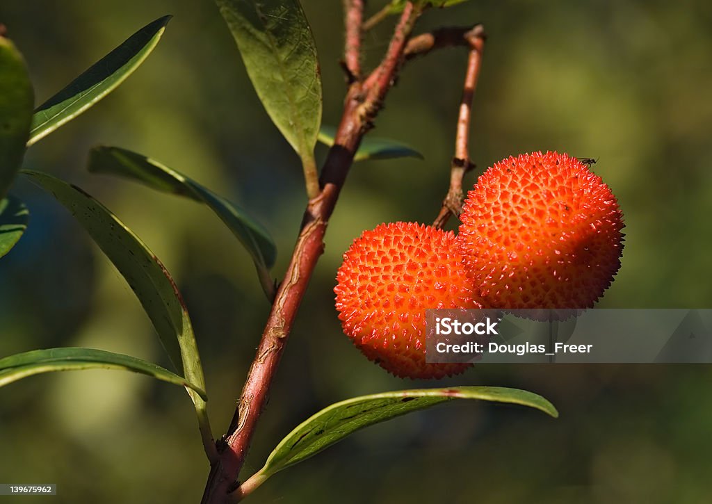 Frutta fragola matura dell'albero - Foto stock royalty-free di Adulto in età matura