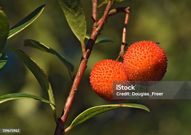 Frutta Fragola Matura Dellalbero - Fotografie stock e altre immagini di Adulto in età matura - Adulto in età matura, Albero, Albero sempreverde