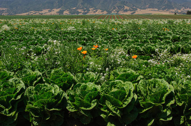 Field of organic jericho romaine lettuce growing on a farm, with insect attracting plants growing alongside the crop.Taken in Salinas, California, USA.