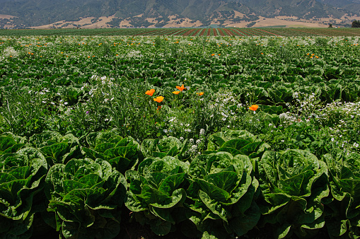 Field of organic jericho romaine lettuce growing on a farm, with insect attracting plants growing alongside the crop.\n\nTaken in Salinas, California, USA.