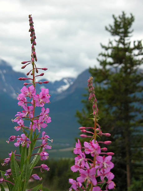 istock Lupines in the Rockies 139675977