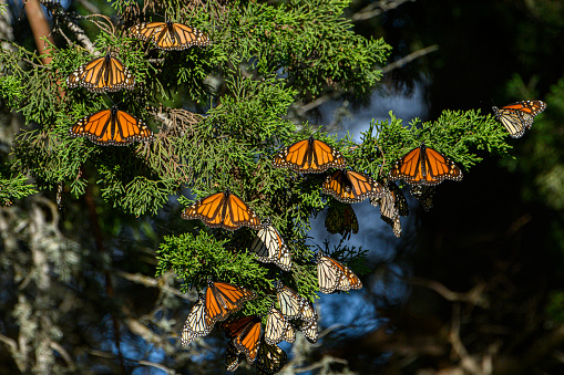 Monarch butterfly (Danaus plexippus) resting on a tree branch in their winter nesting area.\n\nTaken in Santa Cruz, California, USA