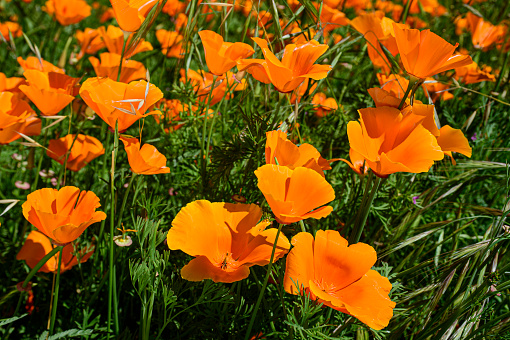 Close-up of Blooming California Poppy (Eschscholzia californica) wildflowers.\n\nTaken in Northern California, USA