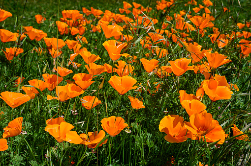 Close-up of Blooming California Poppy (Eschscholzia californica) wildflowers.

Taken in Northern California, USA