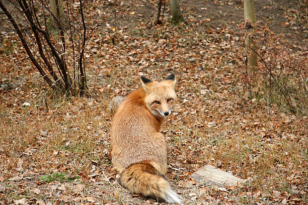 Red Fox with Evil Grin and Autumn Leaves stock photo