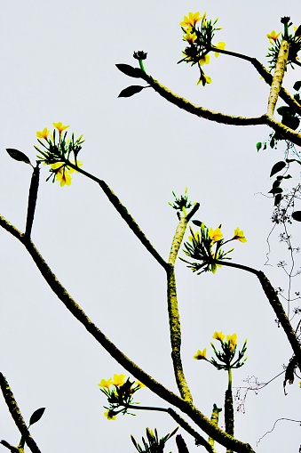 Vertical closeup photo of branches, leaves and yellow flowers growing on a Frangipani tree in an organic garden in Ubud, Bali.