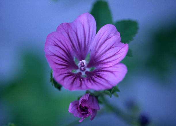 Malva sylvestris 'Mystic Merlin' stock photo