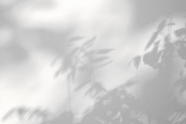istock Abstract natural tree leaves shadow on white wall background 1396761775