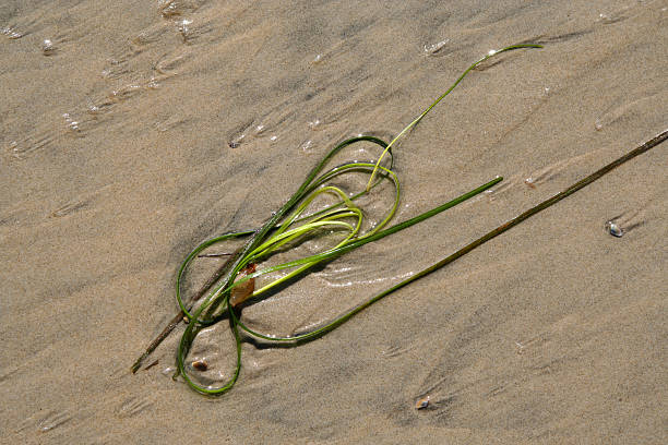 Sea grass and sand. stock photo