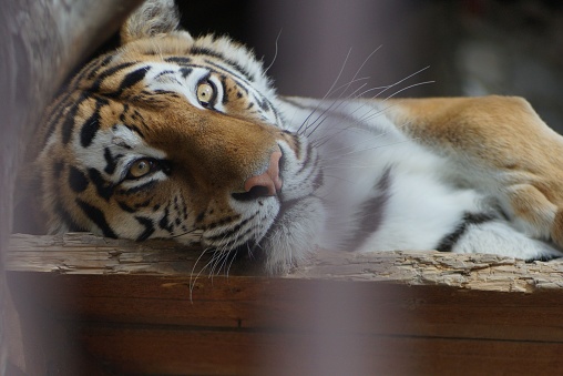 Full color horizontal photo. Amur tiger in the zoo. A very large predator pretends to be asleep, waiting for a naive photographer to approach its cage.