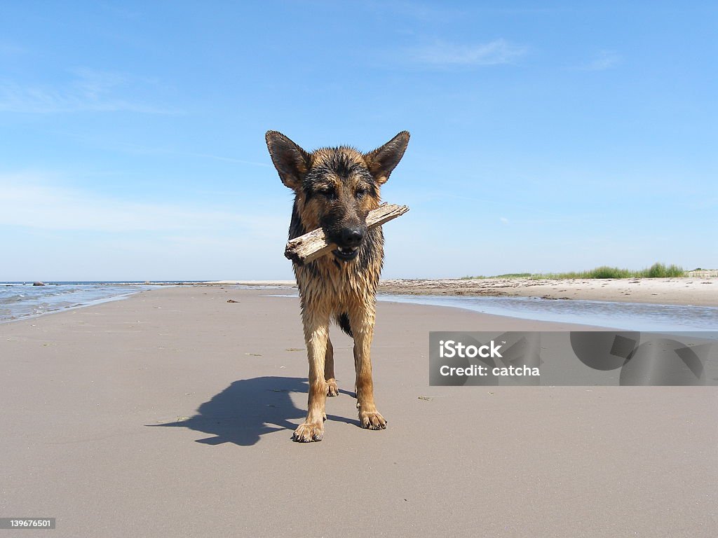 Di cane - Foto stock royalty-free di Acqua