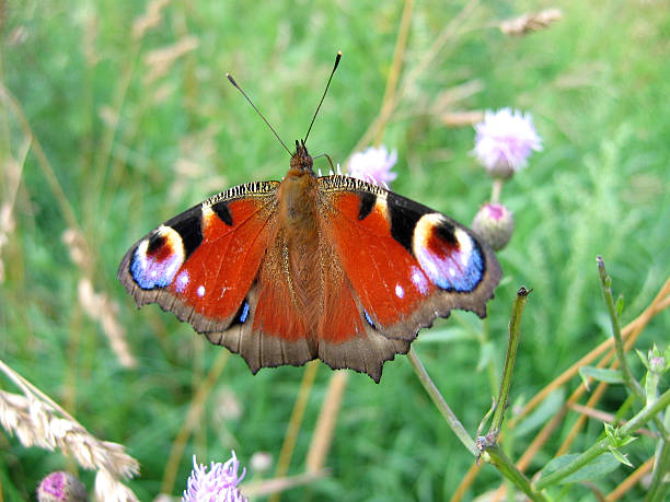 Butterfly. stock photo