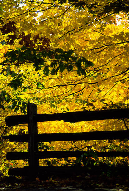 istock Autumn leaves and fence 139676793