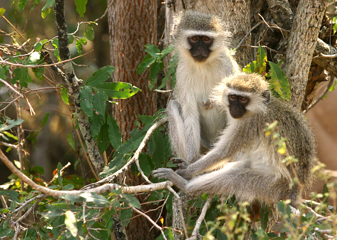 Vervet Monkeys in Kruger national park,south africa