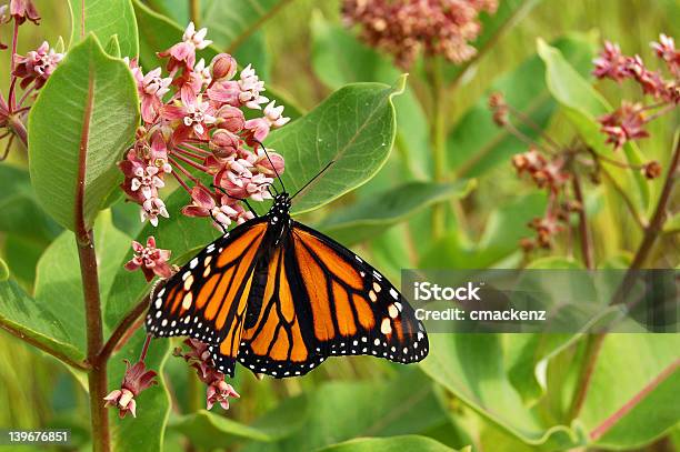 モナーク蝶 - オオカバマダラのストックフォトや画像を多数ご用意 - オオカバマダラ, オレンジ色, チョウ