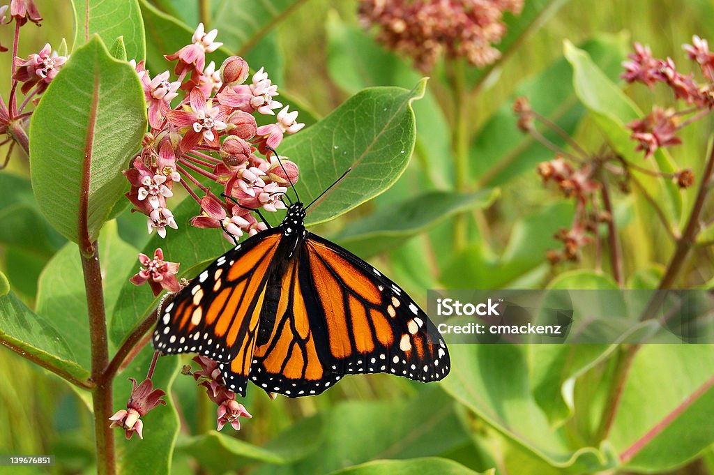 Monarch butterfly - Zbiór zdjęć royalty-free (Część ciała zwierzęcia)