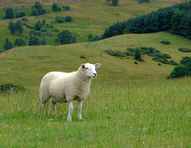 istock Sheep and Scottish countryside 139676852