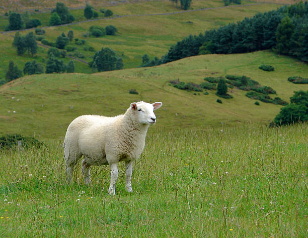 Sheep and Scottish countryside stock photo