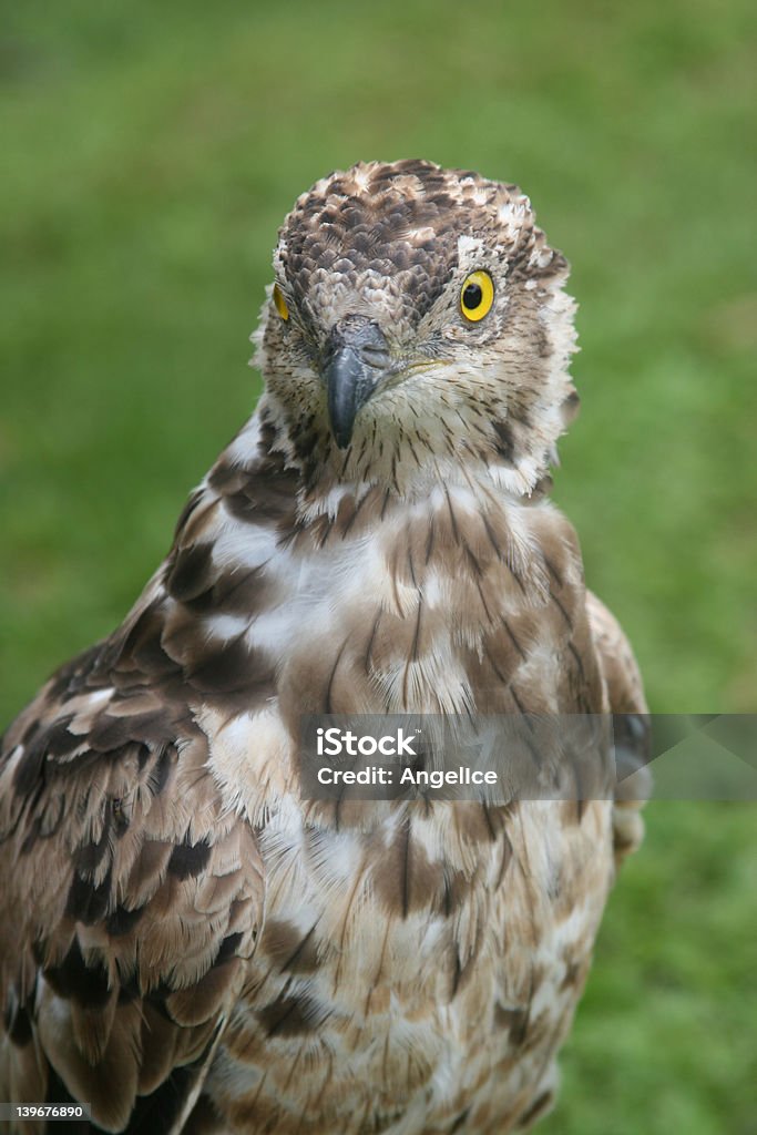 Rosto de uma águia - Foto de stock de Afiado royalty-free