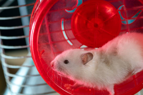 istock A golden hamster running wheel studio shot 1396770592