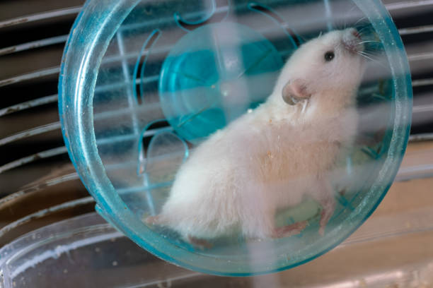 istock A golden hamster running wheel studio shot 1396770602