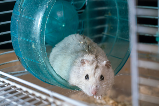 Funny white laboratory rat standing and looking out of a cage (shallow DOF, selective focus on the rat eyes and ears)
