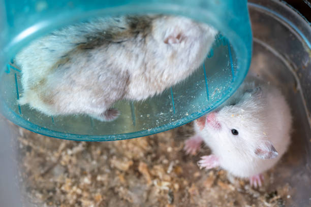 istock A golden hamster running wheel studio shot 1396770618