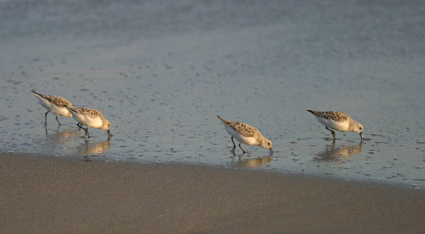 istock Shore Birds Searching for Food 139677204