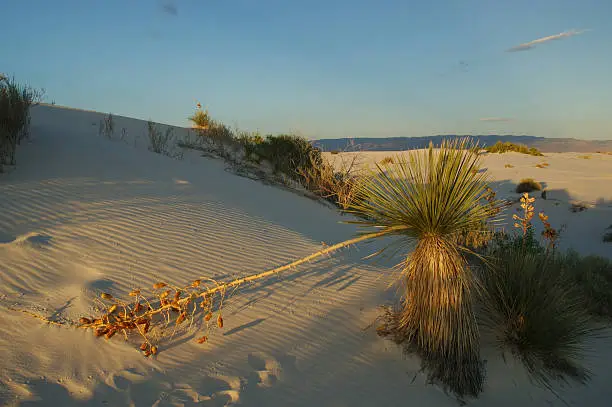 A whithered yucca lying in the sand of White Sands National Monument, during sunset time.