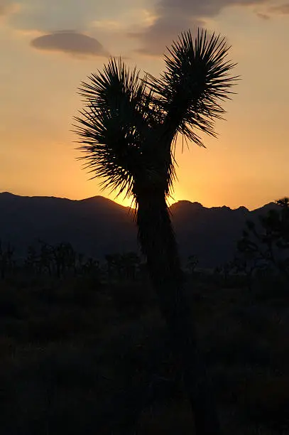 Jushua trees are found only in North America. It is a yucca and belongs to the lily family.