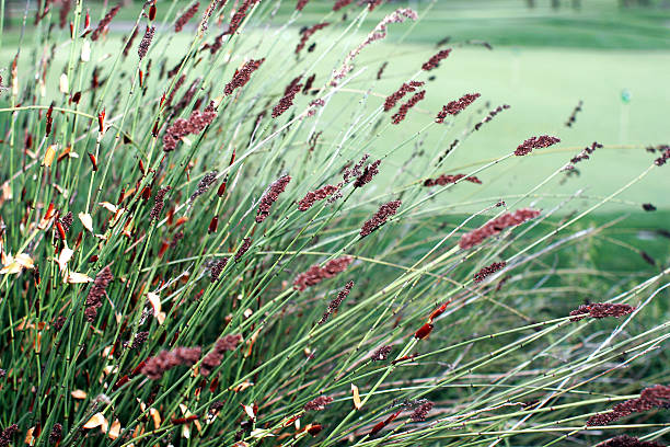 Summer Lavender Drying stock photo