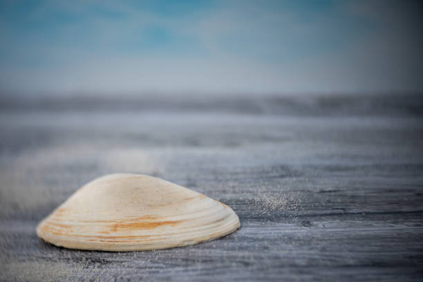 quahog shell on the dock - clam imagens e fotografias de stock