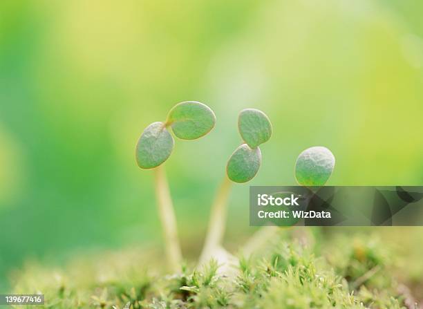 Queda De Água - Fotografias de stock e mais imagens de Ao Ar Livre - Ao Ar Livre, Bolha - Estrutura Física, Botânica - Ciência de plantas