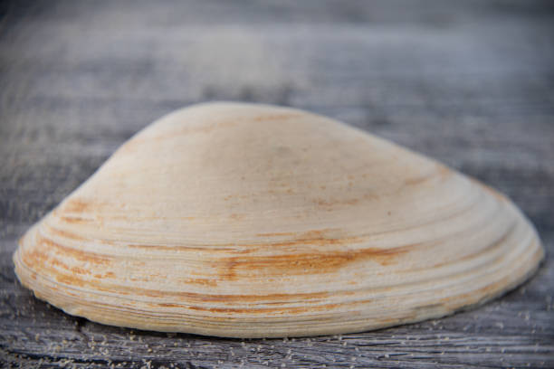 istock Closeup Quahog Shell on the Dock 1396774173