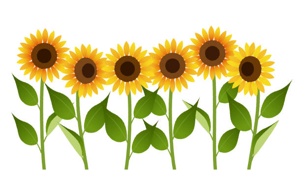 istock Illustration of sunflower field 1396774358