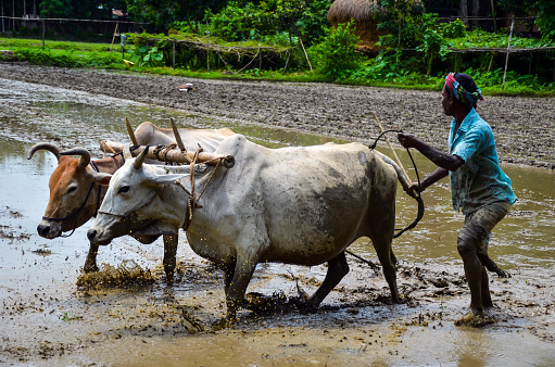 Chatmohar, Bangladesh - July 25, 2012: Rural village farmer plowing the watery clay lands with cows or bulls for the rice harvest. Antiquated method of plough the soil for cultivation with oxen tied with bamboo stick.