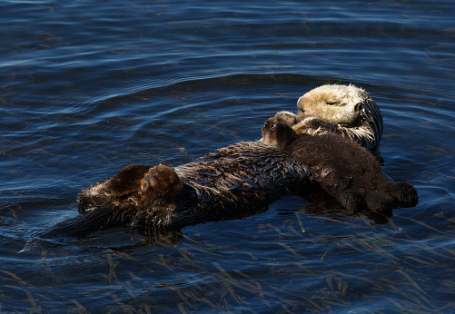 Close-up wild sea otter (Enhydra lutris) resting, while floating on his back. There are small ripples in the water reflecting the sky and clouds above the bay.\n\nTaken in Moss Landing, California. USA