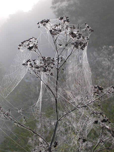 Rocío de la mañana sobre cobwebs - foto de stock