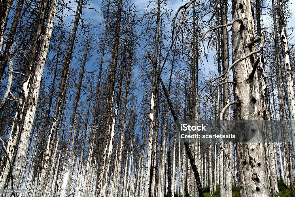 Forest zwei Jahre nach dem Feuer - Lizenzfrei Abgestorbene Pflanze Stock-Foto