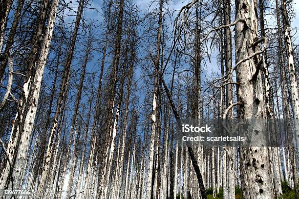 Forest Zwei Jahre Nach Dem Feuer Stockfoto und mehr Bilder von Abgestorbene Pflanze - Abgestorbene Pflanze, Asche, Baum