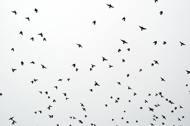 Bando de starlings - fotografia de stock