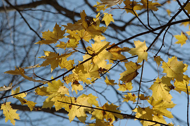 Hellen Herbst Blätter auf blauer bkgnd – Foto