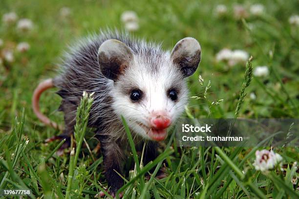 베이비 포섬 주머니쥐에 대한 스톡 사진 및 기타 이미지 - 주머니쥐, 아이, 귀여운