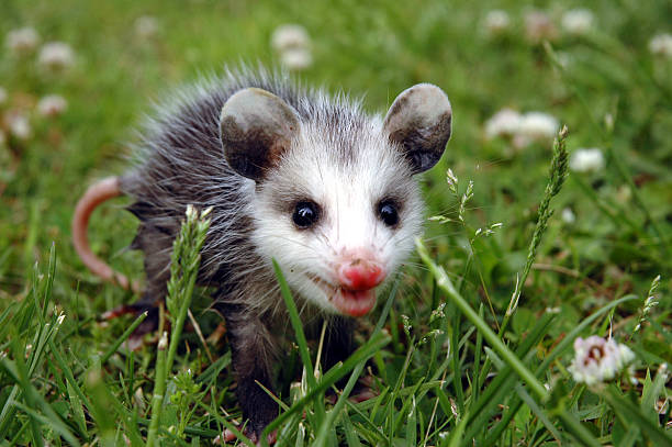 Baby Possum This little guy must have wandered from home. opossum stock pictures, royalty-free photos & images
