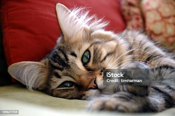 Lazy Kitten Stock Photo - Download Image Now - Animal, Animal Body Part, Animal Hair