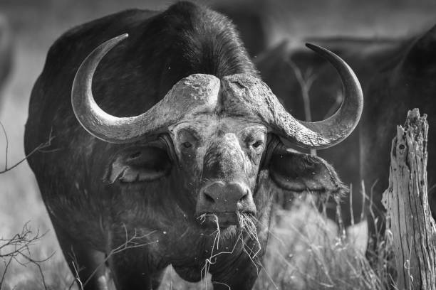 istock Male African Buffalo chewing grass 1396777988