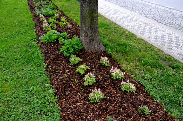 istock mulching undergrowth beds is necessary in terms of water evaporation. bark pulp protects against drying out and facilitates weed control 1396778079