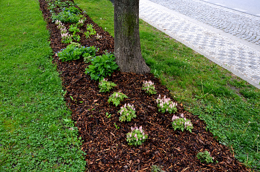 mulching undergrowth beds is necessary in terms of water evaporation. bark pulp protects against drying out and facilitates weed control, tiarella, pink skyrocket